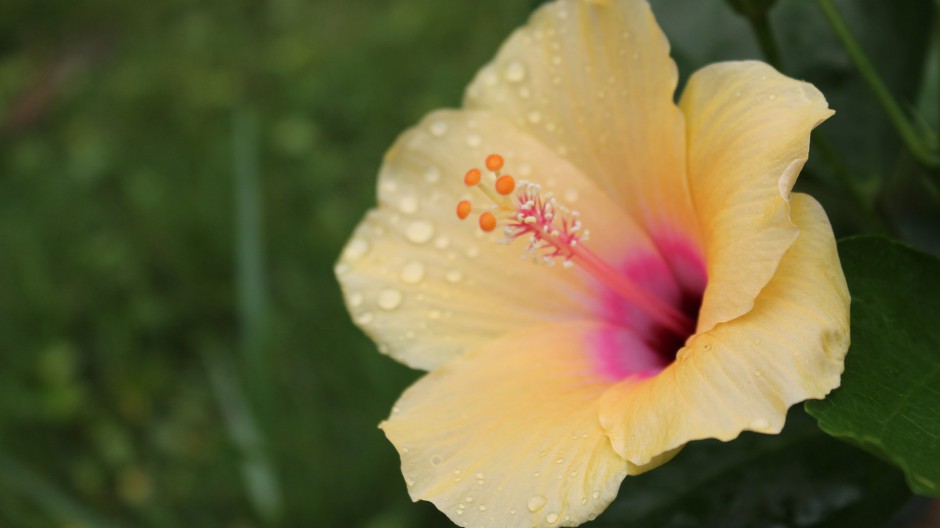 雨后娇艳木芙蓉清新风格高清壁纸