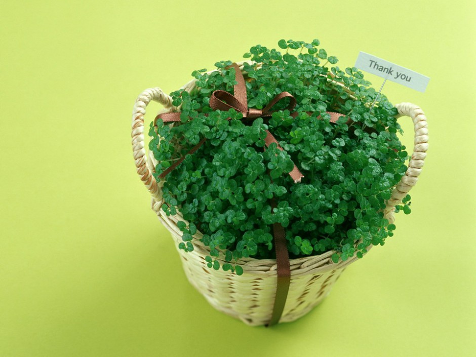 唯美鲜花与礼物高清壁纸