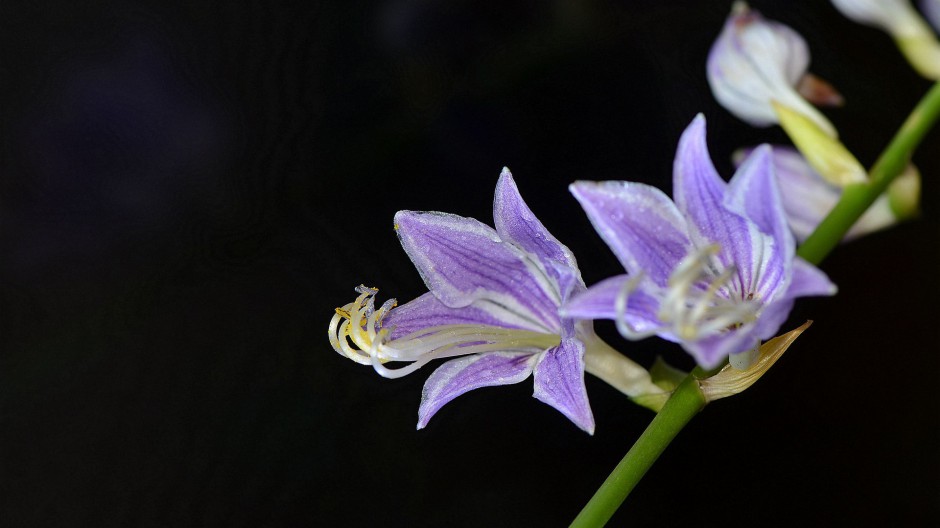 紫色玉簪花精美高清大图