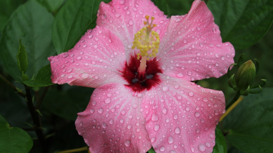 雨后娇艳木芙蓉清新风格高清壁纸