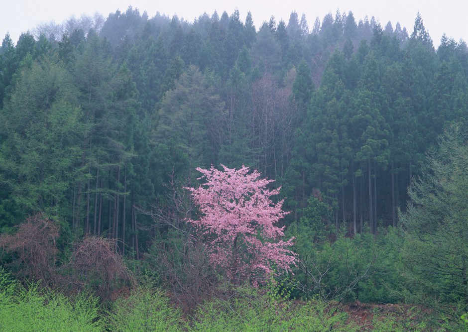 冬日傲骨绽放清新梅花精致风景