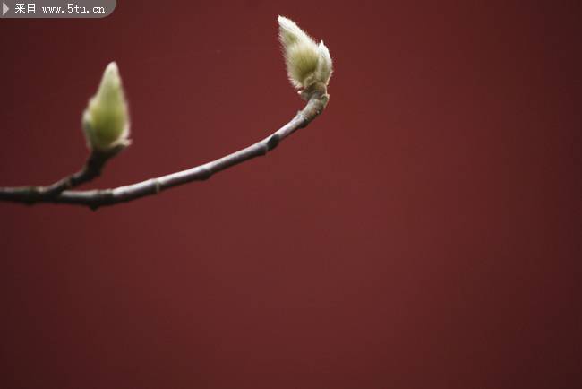 春天含苞待放的花蕾图片