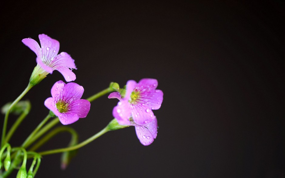 雨后清新酢浆草花高清图片