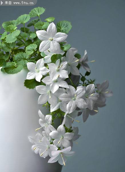 白色花的植物图片素材特写