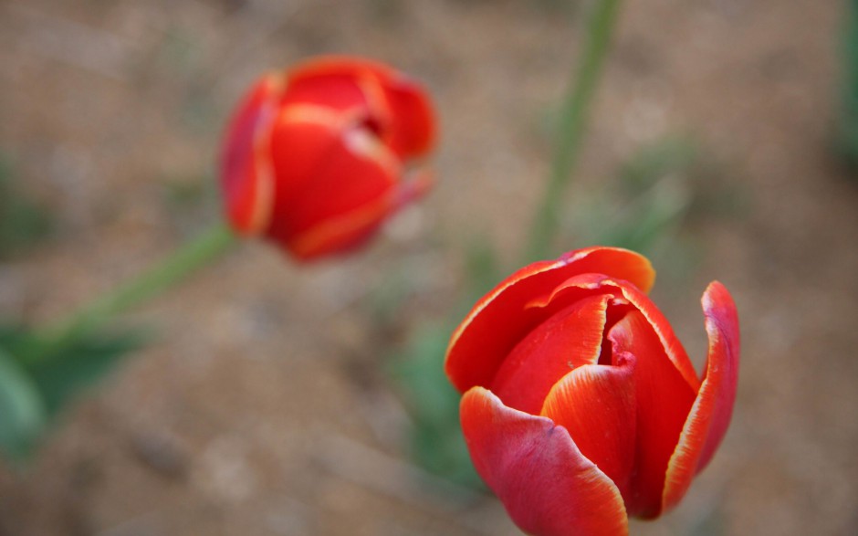 浪漫郁金香风中唯美摇曳