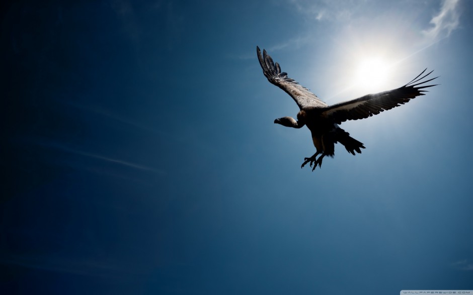 飞翔的雄鹰桌面壁纸高清