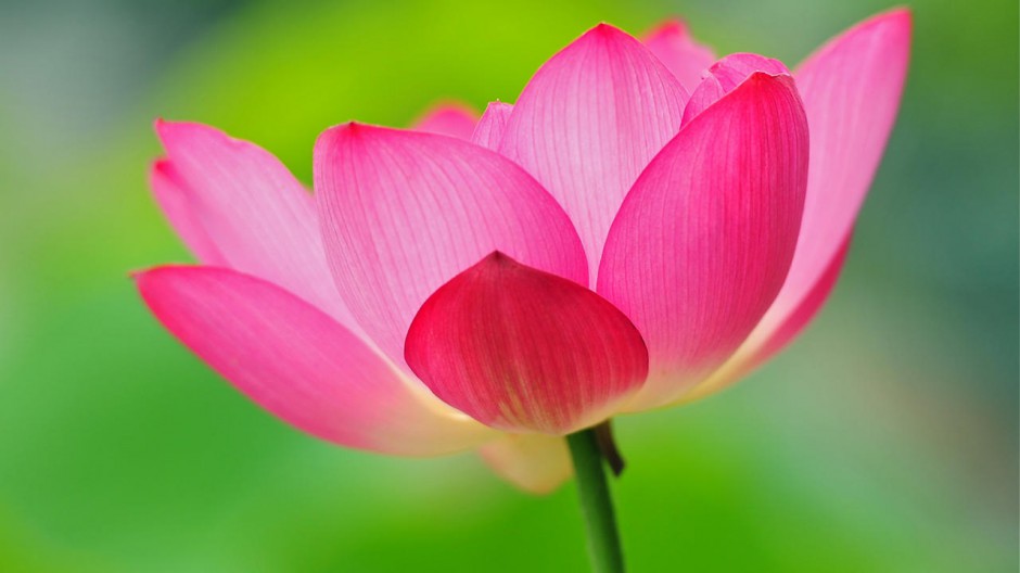 娇艳欲滴的荷花护眼壁纸