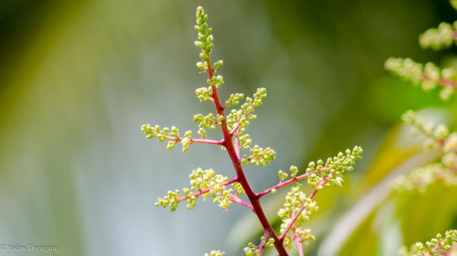 桌面壁纸绿色植物特写