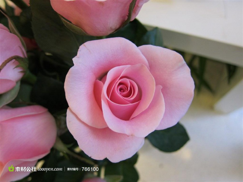 含苞待放的粉玫瑰摄影图片