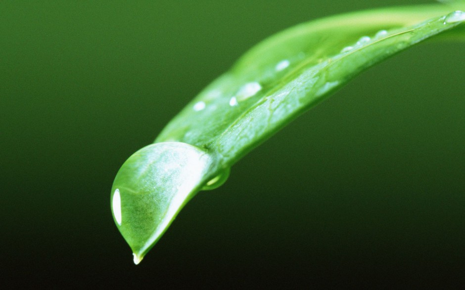 嫩芽绿叶水珠浪漫春日风景壁纸