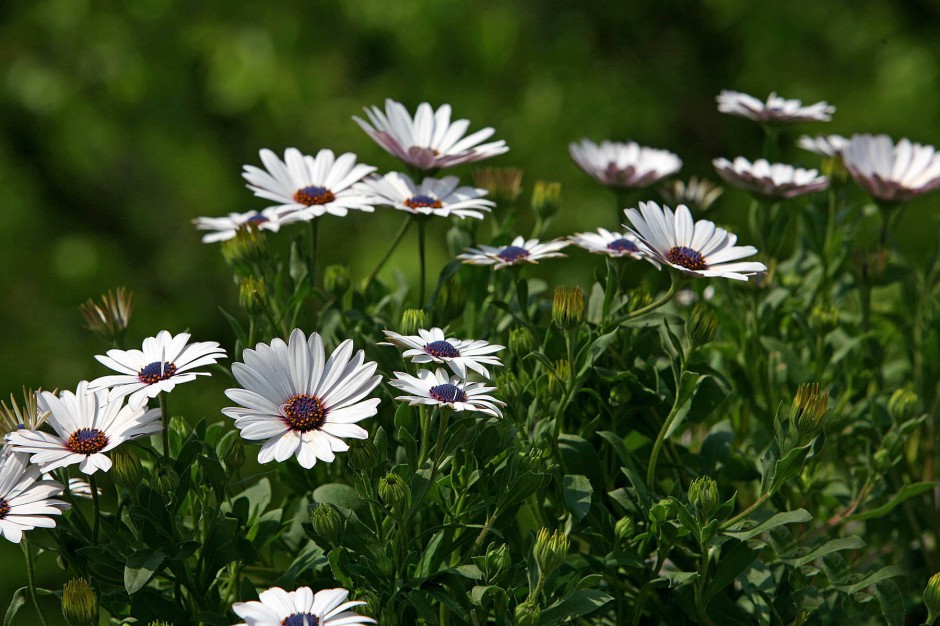 南非万寿菊清新花海浪漫风景图片