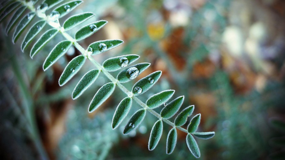 晶莹的露珠高清壁纸大全