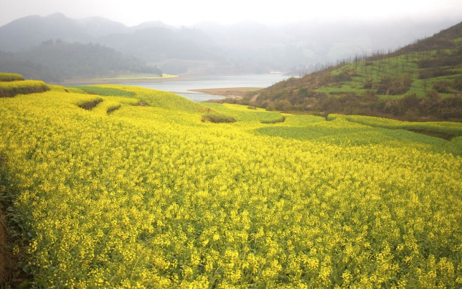 金黄金黄油菜花高清桌面壁纸