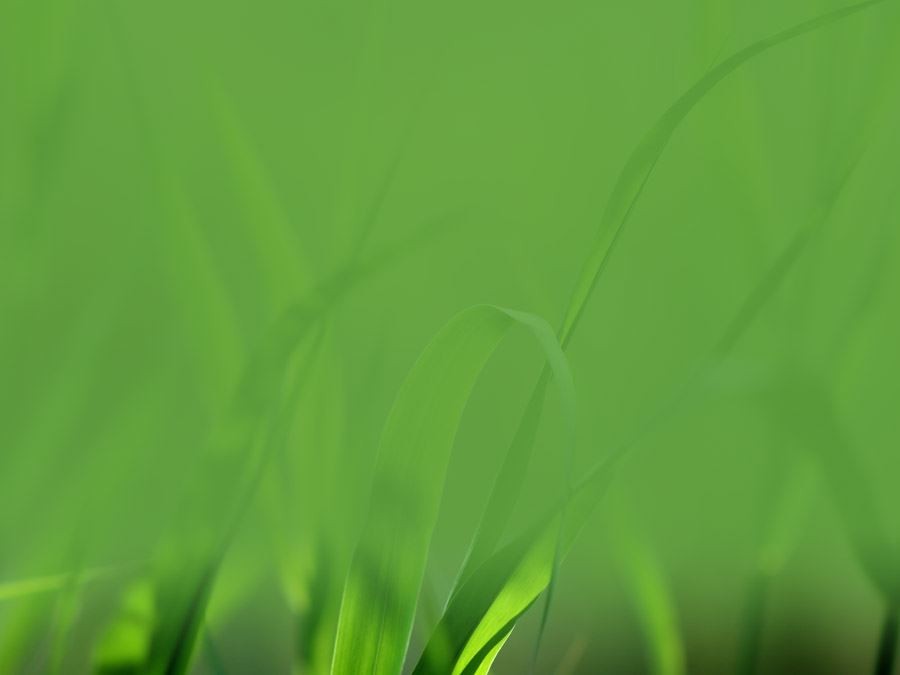 绿草模糊护眼绿色背景图
