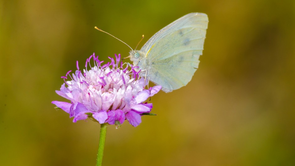清新花园里的可爱小动物精美壁纸