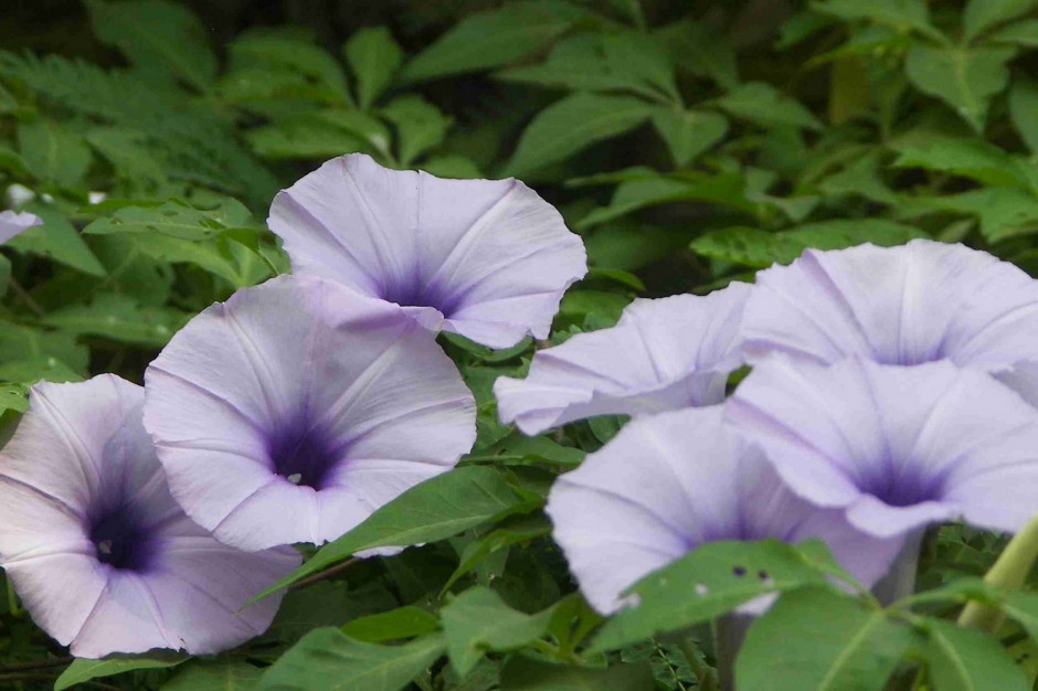 紫色牵牛花浪漫春日风景壁纸