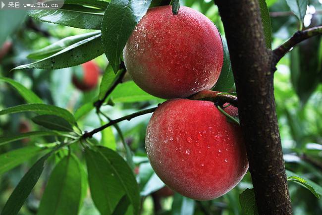 桃树上结满了大桃子组图