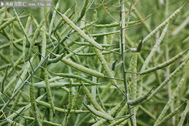 绿色植物豌豆超清摄影图片