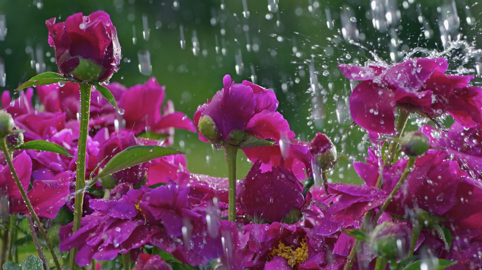 雨中唯美鲜花精致绽放美景壁纸