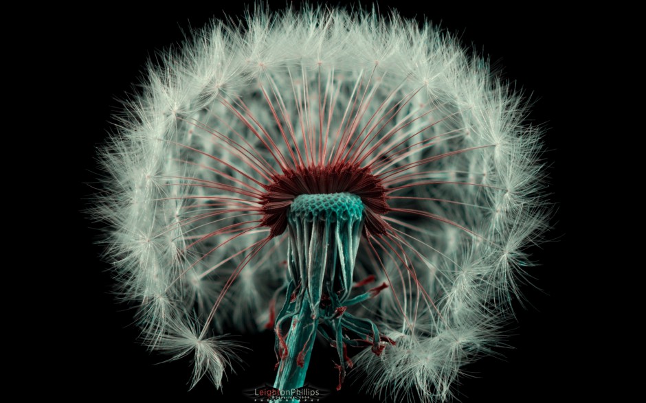 蒲公英浪漫自然田原风景简约高清图片