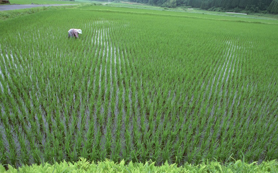 田园清新唯美稻田风景壁纸