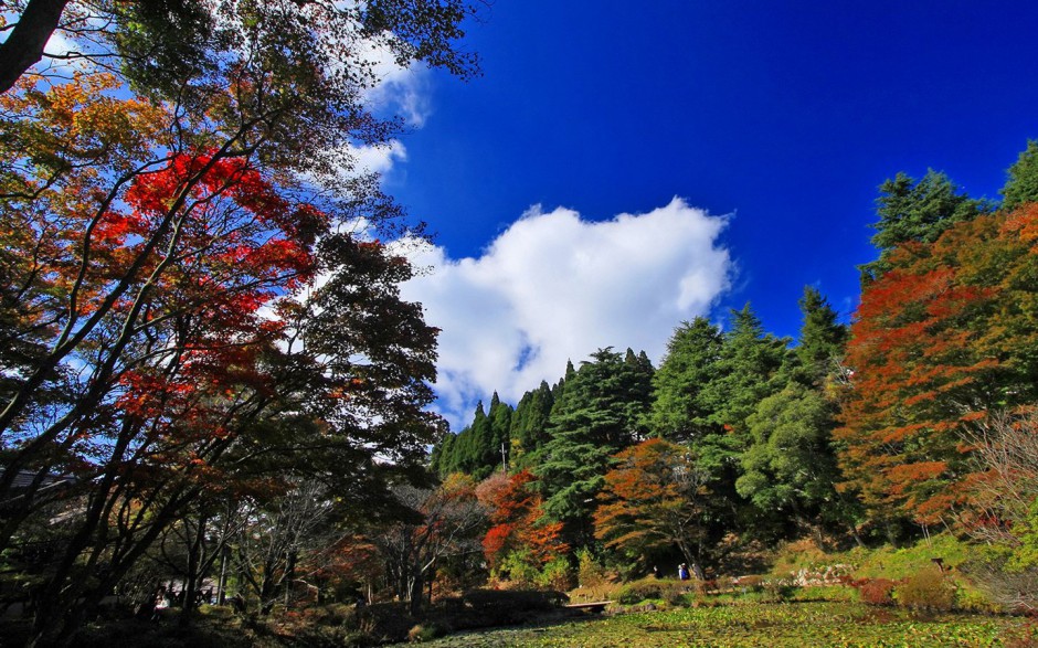 秋日浪漫枫叶林清新唯美风景图