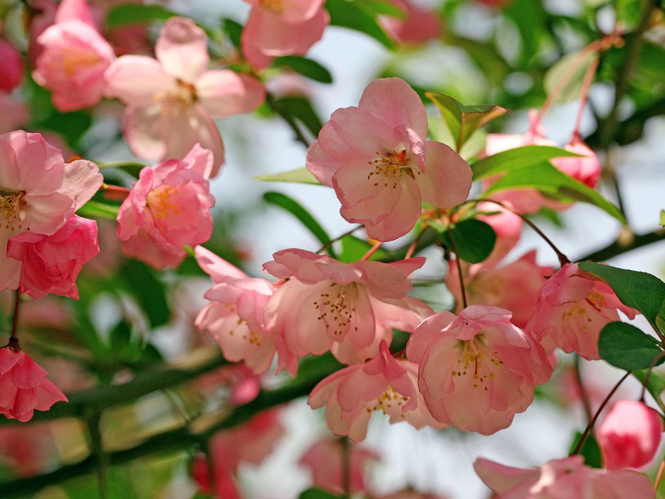 四月海棠花清香现于枝头唯美高清壁纸