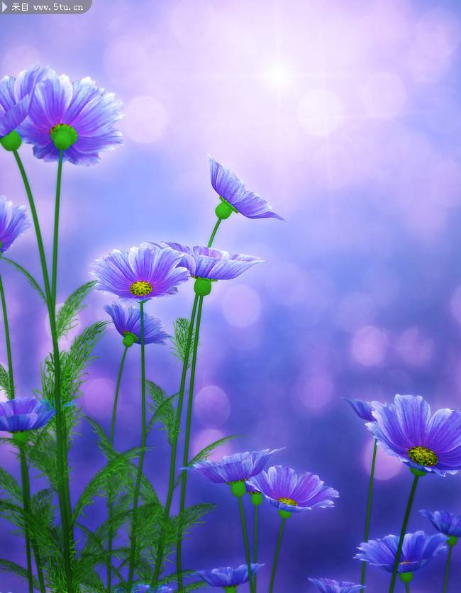 紫色花朵油画图片欣赏