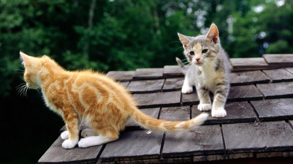 可爱动物猫猫壁纸大全