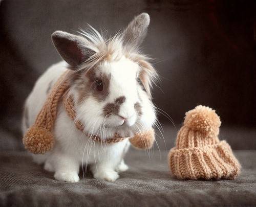 小兔子可爱宠物萌图精选