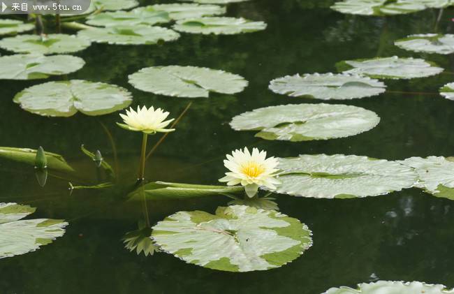 池中美丽的睡莲图片