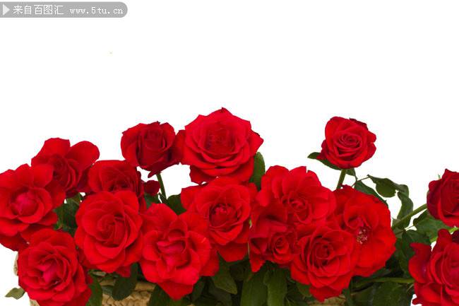 一篮唯美血色红玫瑰图片