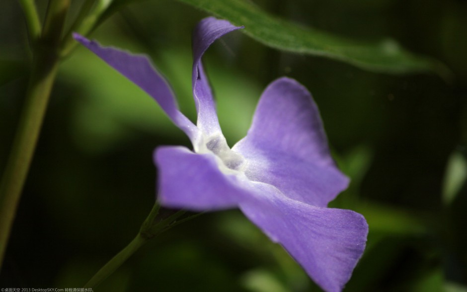 粉嫩长春花浪漫风格高清壁纸