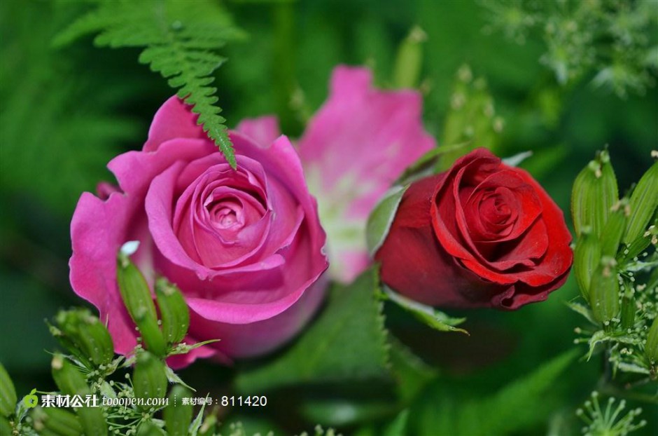绿野玫瑰浪漫田园风景素材图