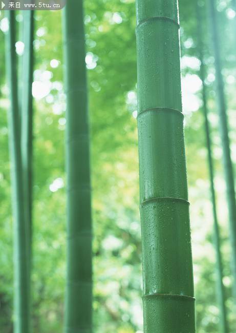 嫩绿的竹林摄影图片