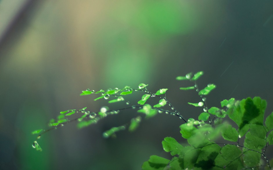 绿色清新护眼植物春日气息图片
