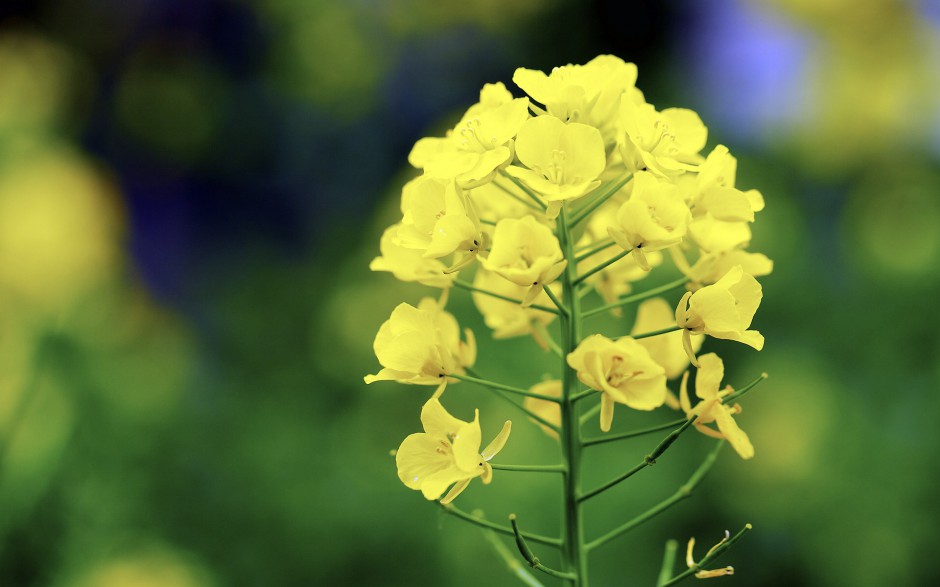 油菜花梦幻黄色花海高清精美壁纸