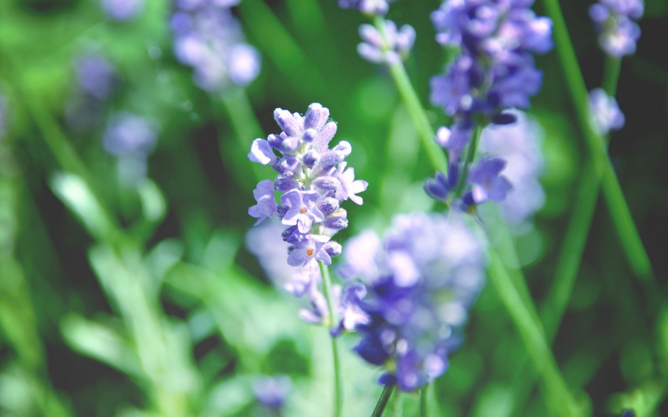 小清新浪漫花卉精美梦幻高清壁纸