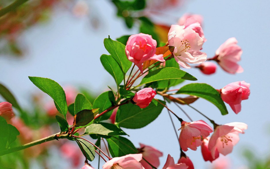 自然美丽海棠花风景桌面壁纸