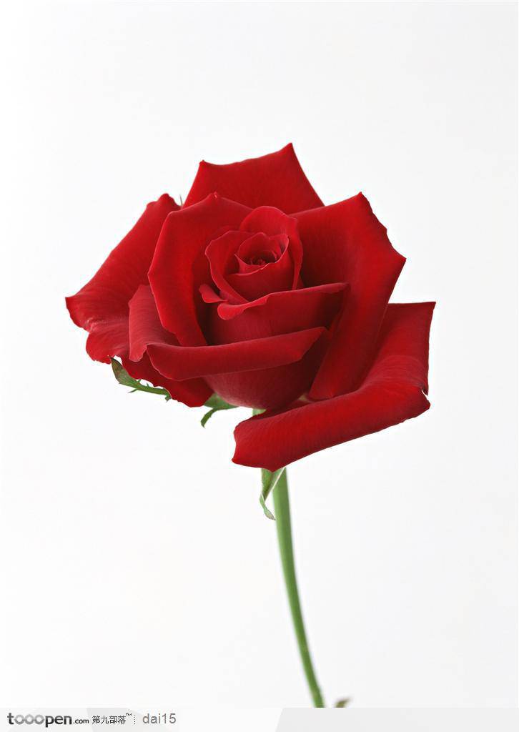 一枝鲜艳的红玫瑰素材