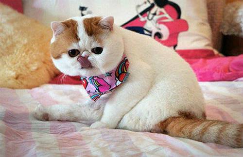搞笑的超萌猫咪图片 忧郁的大脸猫