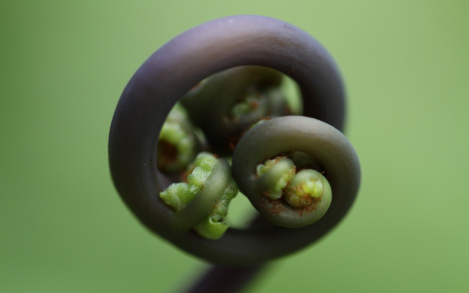 植物浪漫唯美清新风景高清图片壁纸