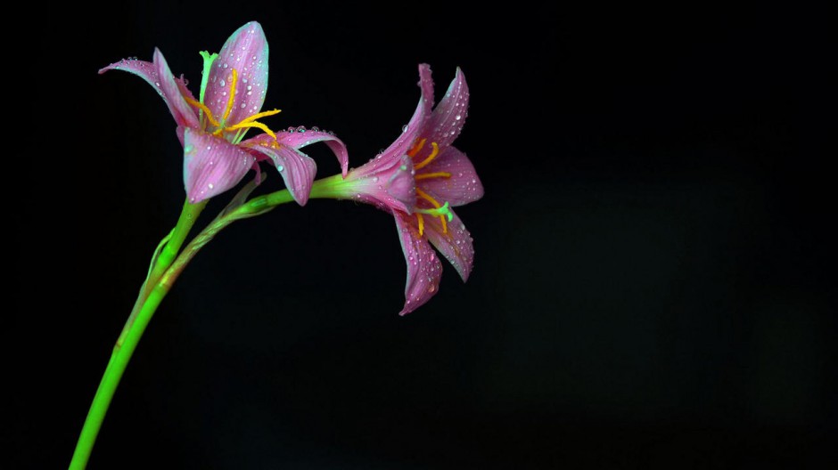 花卉百合花桌面壁纸 高清