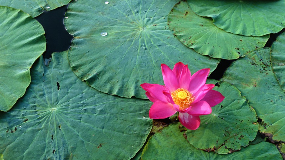 鲜艳鲜花特写唯美高清壁纸