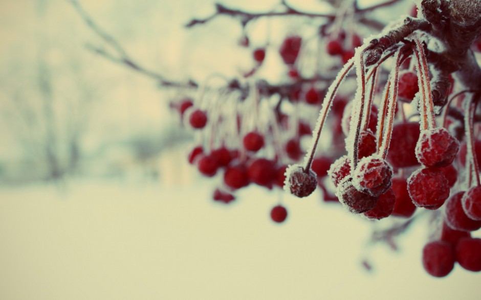 温暖冬日雪地霜果子甜美俏挂枝头