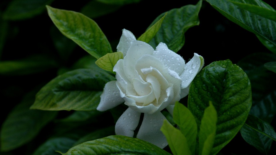 纯白栀子花浪漫花语壁纸