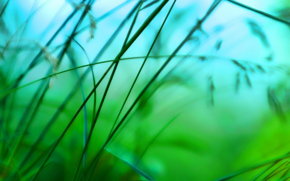 绿色植物清新护眼桌面壁纸