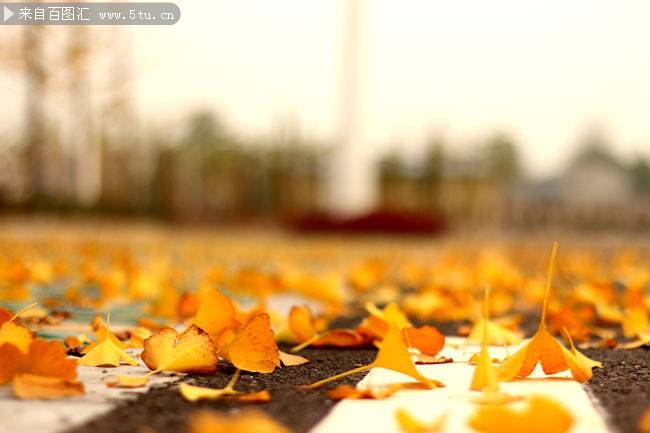 秋天唯美惬意的银杏叶植物图片素材