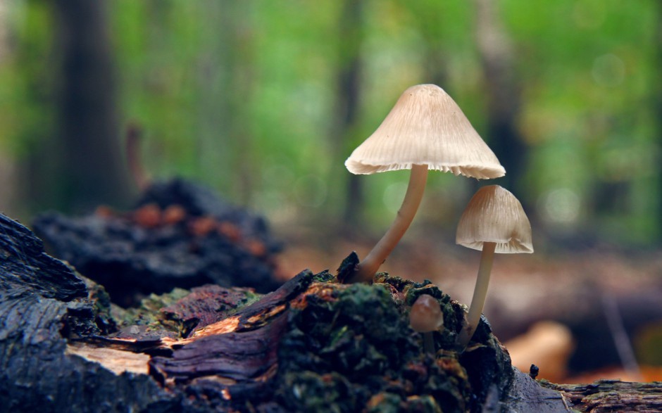 雨后唯美森林小蘑菇梦幻美景图片