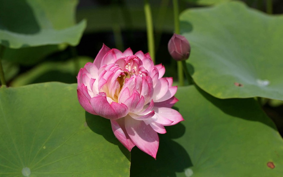 夏日清新荷花池塘盛放写真